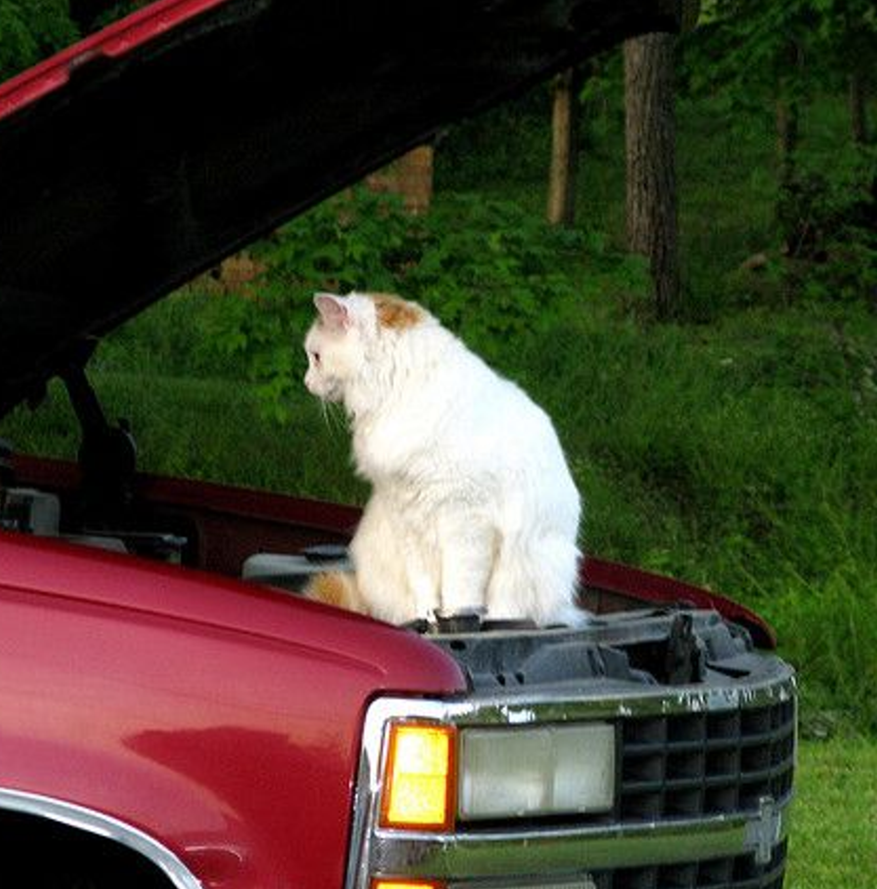 The cat looks under the hood